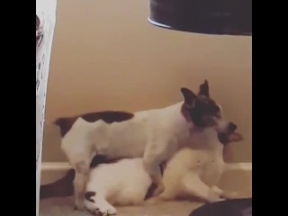 Canine and not using a eyes has intercourse with cat