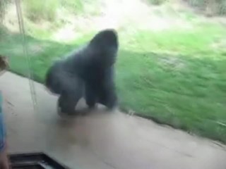 Spinning gorilla doom