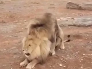 2 homosexual ass lions fucking