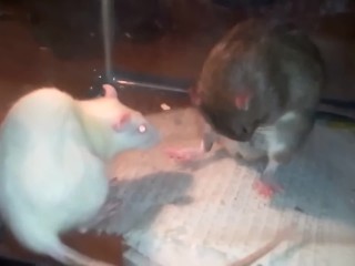 Rat Mating (clinical video);)