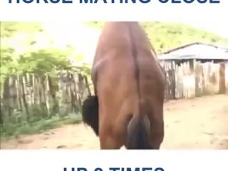 horse penetratin